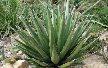 Agave lechuguilla – Lechuguilla, Shin Dagger Agave lechuguilla - Lechuguilla Shin Dagger