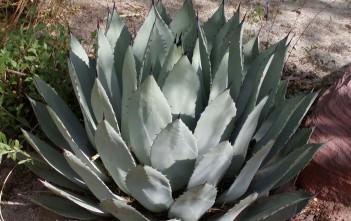 Agave palmeri – Palmer’s Agave Agave palmeri - Palmer's Century Plant