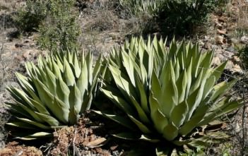 Agave parryi – Parry’s Agave, Mescal Agave Agave parryi - Parry's Agave Mescal Agave