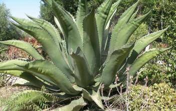 Agave salmiana – Pulque Agave, Giant Agave Agave salmiana - Pulque Agave Giant Agave