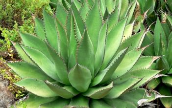 Agave shawii – Coastal Agave, Shaw’s Agave Agave shawii - Coastal Agave
