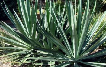 Agave sisalana – Sisal, Hemp Plant, Mescal Agave sisalana - Sisal