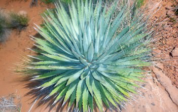 Agave utahensis – Utah Agave Agave utahensis - Utah Agave