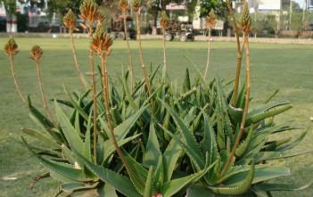 Aloe x delaetii Aloe x delaetii