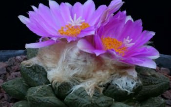 Ariocarpus fissuratus – Living Rock, False Peyote Ariocarpus fissuratus - Living Rock False Peyote