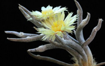 Astrophytum caput-medusae Astrophytum caput-medusae