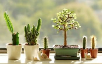Cacti And Succulents Inside Your Home Cacti And Succulents Inside Your Home