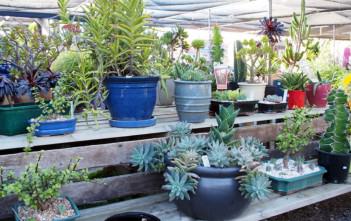 How To Care for Cacti and Succulents (Video) How To Care for Cacti and Succulents