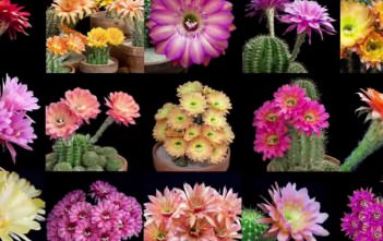 Echinopsis Cacti in Bloom – Wonderful Time Lapse Photography Video