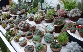 Cacti and succulents Cactus and Succulents