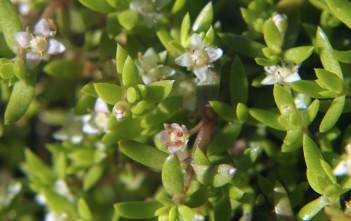 Crassula helmsii – Swamp Stonecrop, New Zealand Pigmyweed Crassula helmsii - Swamp Stonecrop