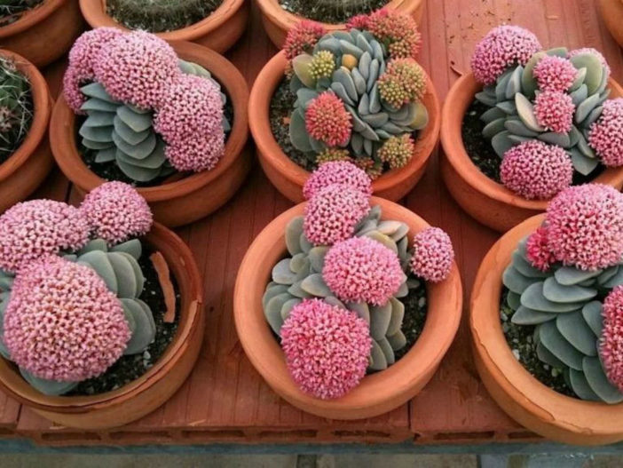 Crassula ‘Morgan’s Beauty’