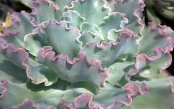 Echeveria ‘Blue Curls’ Echeveria 'Blue Curls'