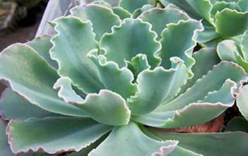 Echeveria ‘Blue Waves’ Echeveria 'Blue Waves'