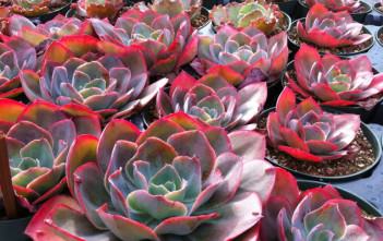 Echeveria ‘Morning Light’ Echeveria 'Morning Light'