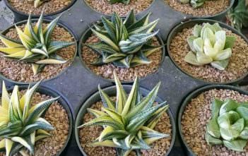 How to Grow and Care for Haworthia Haworthia