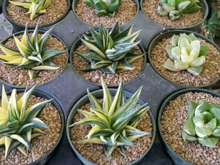 Haworthia