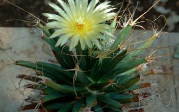 Leuchtenbergia principis – Agave Cactus Leuchtenbergia principis - Prism Cactus