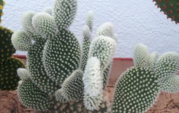 Opuntia microdasys var. albispina – Angel Wings Opuntia microdasys var. albispina - Angel Wings