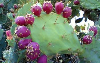 Medicinal Fruit – How to Eat the Prickly Pear Fruit (Video) Prickly Pear Fruit