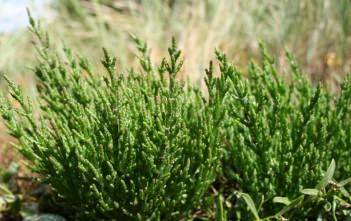 Salicornia europaea – Common Glasswort Salicornia europaea - Common Glasswort