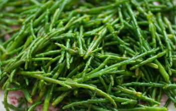 Sea Asparagus: A Brilliant Little Green Miracle Salicornia europaea - Sea Asparagus