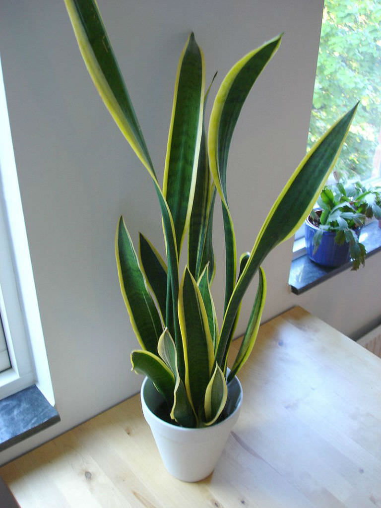 Sansevieria trifasciata - Snake Plant, Mother-in-Law's Tongue | World