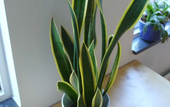 Sansevieria trifasciata – Snake Plant Sansevieria trifasciata - Snake Plant