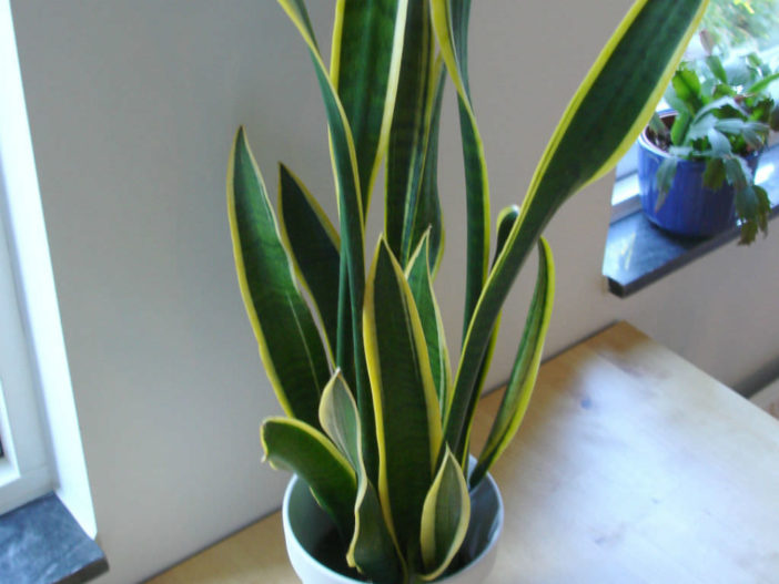 Sansevieria trifasciata - Snake Plant