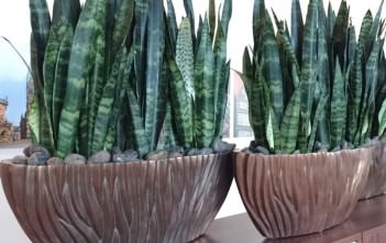 Sansevieria zeylanica – Ceylon Bowstring Hemp Sansevieria zeylanica - Ceylon Bowstring Hemp