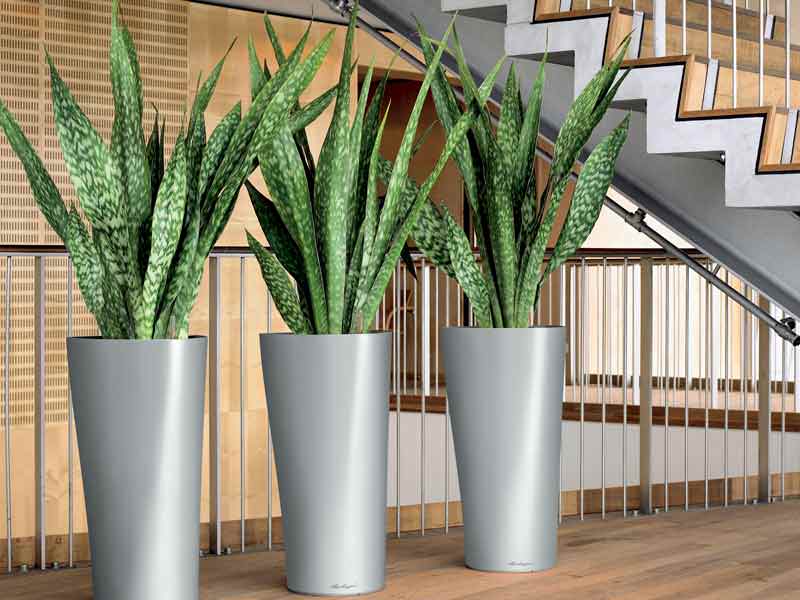 How to Grow and Care for Sansevieria | World of Succulents