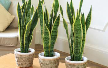 How to Grow and Care for Sansevieria Sansevieria