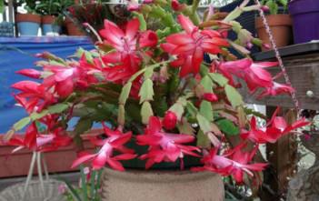 Schlumbergera bridgesii – Christmas Cactus Schlumbergera bridgesii - Christmas Cactus