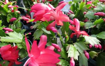 Schlumbergera truncata – Thanksgiving Cactus Schlumbergera truncata - Thanksgiving Cactus