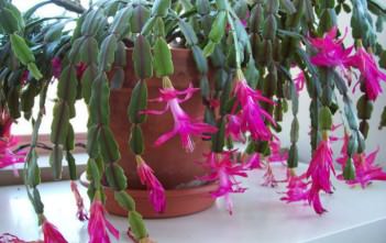 Schlumbergera x buckleyi – True Christmas Cactus Schlumbergera x buckleyi - True Christmas Cactus