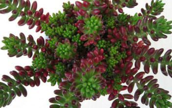 Sedum rubrotinctum – Jelly Bean Plant Sedum rubrotinctum - Jelly Bean Plant
