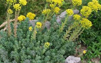 Sedum rupestre – Reflexed Stonecrop, Rock Stonecrop Sedum rupestre - Reflexed Stonecrop Rock Stonecrop