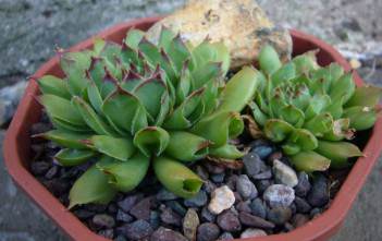 Sempervivum tectorum ‘Oddity’ – Oddity Houseleek Sempervivum tectorum 'Oddity'