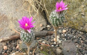 Turbinicarpus subterraneus Turbinicarpus subterraneus
