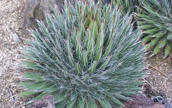 Agave filifera – Thread Leaf Agave Agave filifera - Thread Leaf Agave