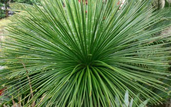 Agave geminiflora – Twin Flowered Agave Agave geminiflora - Twin Flowered Agave