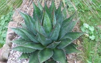 Agave montana – Mountain Agave Agave montana - Mountain Agave