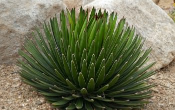 Agave ocahui – Ocahui, Amolillo Agave ocahui