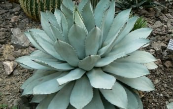 Agave potatorum – Butterfly Agave Agave potatorum - Butterfly Agave