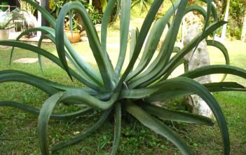 Agave vilmoriniana – Octopus Agave Agave vilmoriniana - Octopus Agave