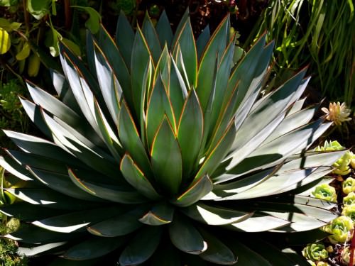 Agave ‘Blue Glow’
