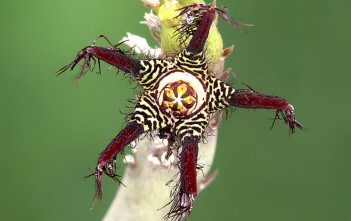Caralluma adscendens Caralluma adscendens
