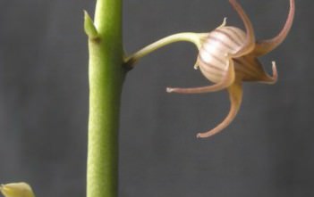 Caralluma edulis Caralluma edulis