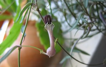 Ceropegia linearis Ceropegia linearis