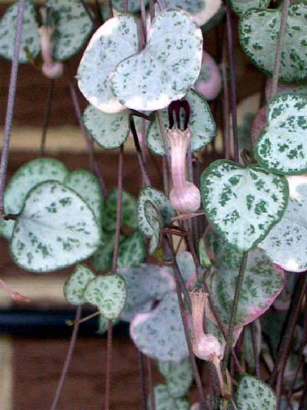 Ceropegia linearis subsp. woodii String of Hearts